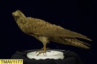 藏品(東方紅隼)的圖片